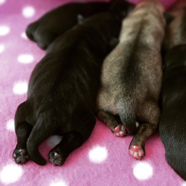 Vad kan hundsele göra för din hund?